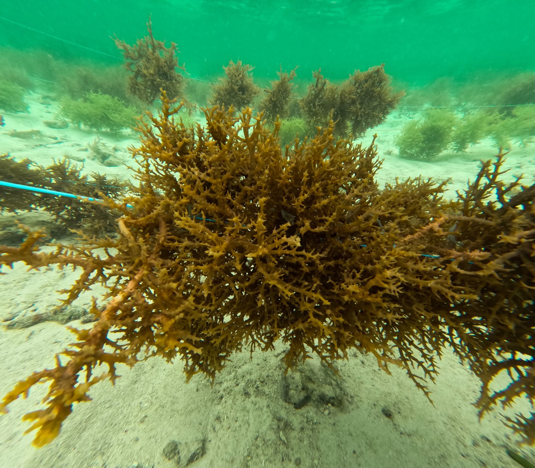 Marcos Signs Panaon Seascape Protection Law: A Victory for the Environment
