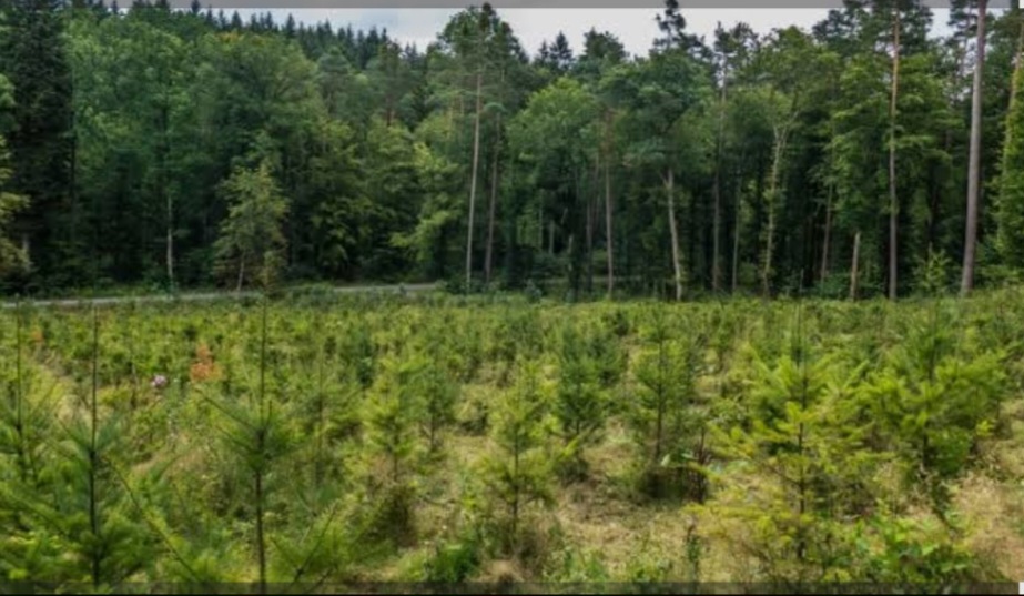 DENR, two Samar firms launch up reforestation project in Samar
